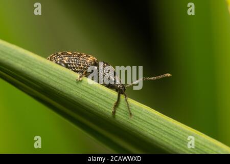 Adulter Schwarzer Weinrebenkwedel, Otiorhynchus sulcatus, ein großer Schädling von Gartenpflanzen Stockfoto