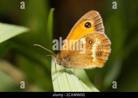 Weibliche UK Gatekeeper Schmetterling, Pyronia tithonus, Ruhe in einem britischen Garten Stockfoto