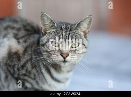 Silber gestromt Katzenportrait Stockfoto