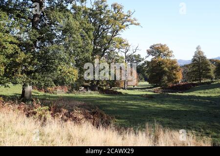 Powis Park Landscape, Powys Castle, Welshpool, Powys, großbritannien Stockfoto