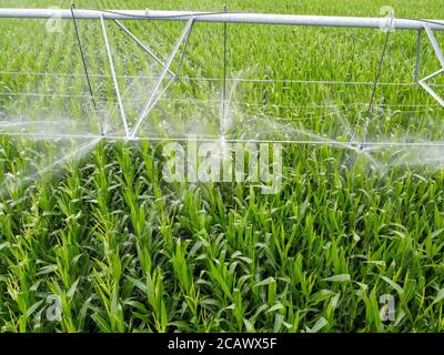 Düsen, die Wasser sprühen, Sprinkler automatische Bewässerung ist auf dem Feld mit Mais installiert. Stockfoto