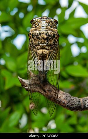 Japanische Cicada - Graptopsaltria nigrofuscata, die große braune, genannt Aburazemi auf Japanisch. Auf trockenem Ast. Isoliert auf unscharfen Bokeh-Hintergrund. Stockfoto