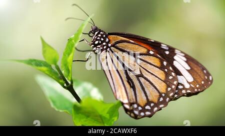 Oranger Monarchschmetterling mit breiten bunten Flügeln. Makrofotografie dieses graziösen und zerbrechlichen lepidoptera Insekts auf einem Blatt in einem tropischen botanischen Stockfoto