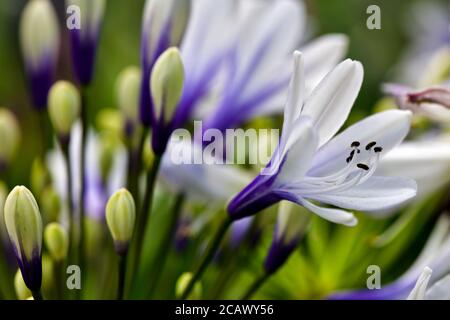 Agapanthus africanus 'Twister' Stockfoto
