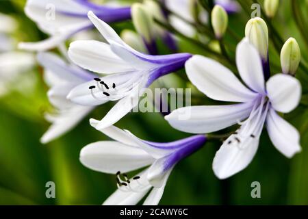 Agapanthus africanus 'Twister' Stockfoto