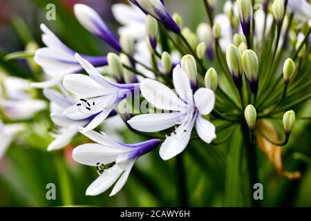 Agapanthus africanus 'Twister' Stockfoto