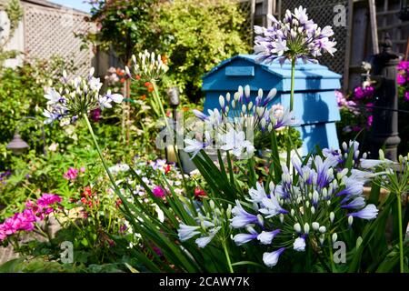 Agapanthus africanus 'Twister' in einem Garten im Landhausstil Stockfoto
