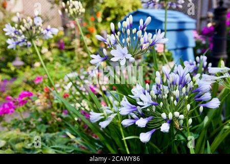Agapanthus africanus 'Twister' in einem Garten im Landhausstil Stockfoto