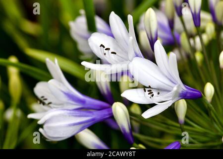 Agapanthus africanus 'Twister' Stockfoto
