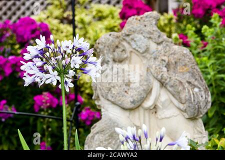 Agapanthus africanus 'Twister' Stockfoto