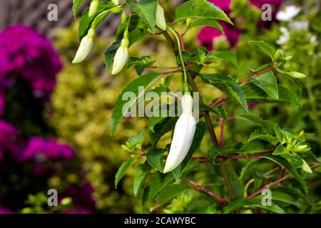 Die FUCHSIE 'Delta Sara " Stockfoto