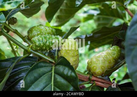 Noni Frucht oder Morinda Citrifolia auf Baum. Stockfoto