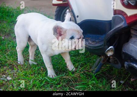 Cute weißen Welpen französisch Bulldogge schnüffeln Motorrad Fahrzeug Parkplatz auf grünem Gras. Stockfoto