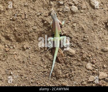 Greater Earless Lizard auf dem Grapevine Hills Trail, Big Bend National Park, Texas Stockfoto