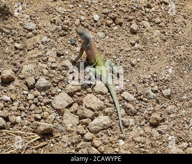Greater Earless Lizard auf dem Grapevine Hills Trail, Big Bend National Park, Texas Stockfoto