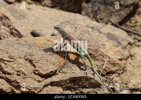 Greater Earless Lizard auf dem Grapevine Hills Trail, Big Bend National Park, Texas Stockfoto