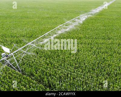 Automatische Bewässerung von Feldern, wird das Maisfeld durch Bewässerungssystem bewässert. Stockfoto