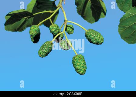 Gemeinsame Erle Schwarz Europäische Baum Laubwälder Stockfoto