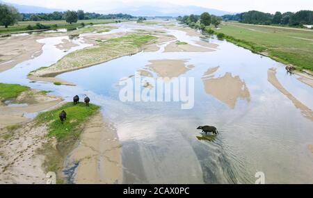 Luftaufnahme von Schwarzwasserbüffeln, die den Fluss überqueren. Nationalpark kerkini, Griechenland Stockfoto