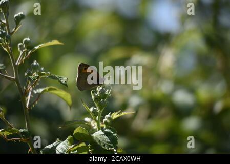 Wiese Brauner Schmetterling (Maniola jurtina) -Männlich Stockfoto