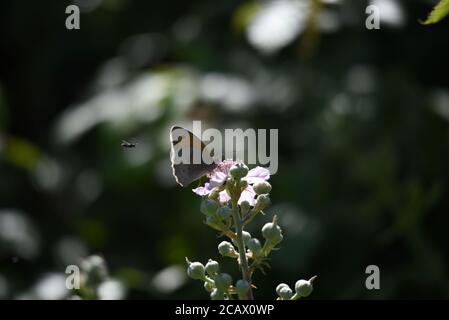 Wiese Brauner Schmetterling (Maniola jurtina) -Männlich Stockfoto