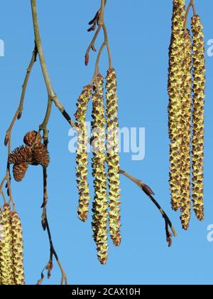 Erle Schwarzer europäischer Baum Laub Stockfoto