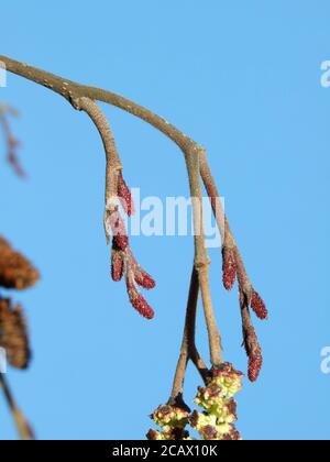 Erle Schwarzer europäischer Baum Laub Stockfoto