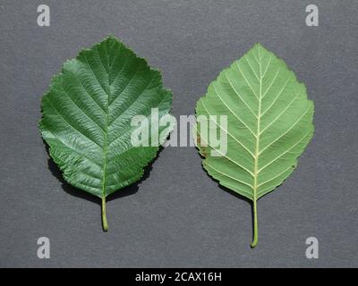 Erle Schwarzer europäischer Baum Laub Stockfoto