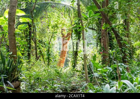 Lo de Perla Jungle Garden in Riviera Nayarit, Mexiko Stockfoto