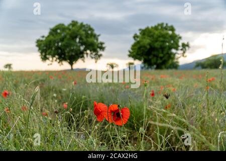 Nahaufnahme einer Mohnblume in einem Garten bei Sonnenuntergang Stockfoto