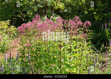 Eutrochium fistulosum, hohles joe-pye-Gras, das im Hüttengarten hoch wächst Stockfoto