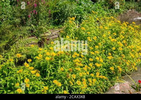 Inula hookeri, gelber Kopf oder hookers fleabane ist eine große Grenze Füllstoff Stockfoto