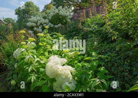 Die atemberaubende Hortensia aborescens annabelle mit ihren großen weißen Blüten, die den ganzen Weg über das Ufer hinaufklettern Stockfoto