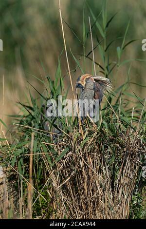 Erwachsener Purpurreiher brütet auf seinem Nest Stockfoto