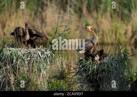 Ein erwachsener Purpurreiher landet auf Nest und seinen Küken warten auf Nahrung Stockfoto