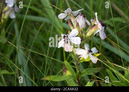 Saponaria officinalis, gewöhnliche Seifenkraut, hüpfende-Wette weiße Blüten in Wiese Nahaufnahme selektiver Fokus Stockfoto