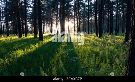 Schöner Sonnenuntergang im Wald. Schatten von Baumstämmen bewegen sich entlang des grünen Grases. Helle Strahlen untergehende Sonne, die durch die Bäume strömen Stockfoto