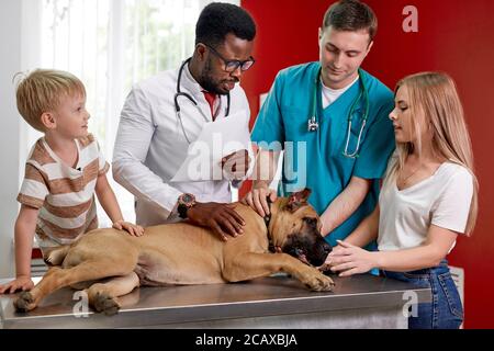 Zwei Tierärzte, die den Hund im Kabinett untersuchen, afrikanische und kaukasische Fachärzte diskutieren Pathologien, Krankheiten und gehen, um den Hund zu behandeln Stockfoto