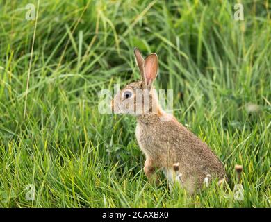 Seitenansicht Nahaufnahme von echtem, wildem UK-Kaninchen (Oryctolagus cuniculus), wachsam in ländlicher Umgebung, isoliert in langem Gras, Ohren aufhörend. Stockfoto