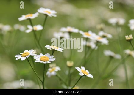 Feverfew, Tanacetum parthenium, blühende Pflanze in der Familie der Gänseblümchen, Asteraceae. Traditionelle Heilpflanze für Fieber, Kopfschmerzen und Arthritis. Stockfoto