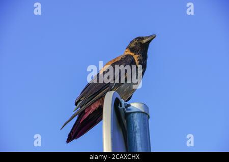 Auf dem Schild steht die Hauskrähe (corvus splendens), auch bekannt als Indianerkiefer oder colombo-Krähe Stockfoto