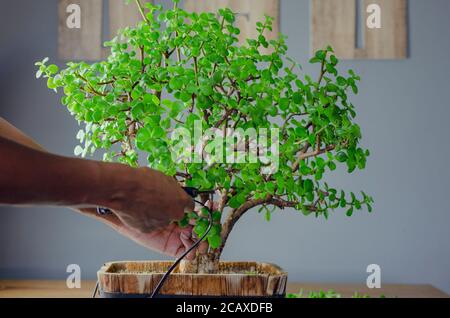 Schwarze Frau, die eine saftige Pflanze namens Portulacaria afra 'Elephant Bush' (allgemein bekannt als Jadepflanze) im Bonsai-Stil beschneidet. Selektiver Fokus Stockfoto