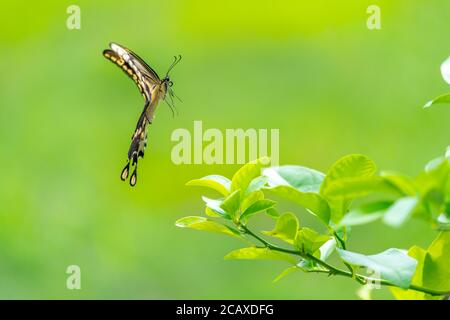 Seitenansicht eines weiblichen östlichen Riesenschwanzes (Papilio cresphontes) im Flug. Stockfoto