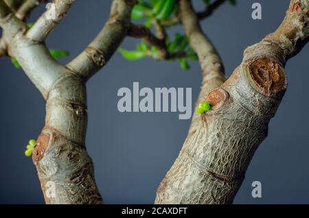 Nahaufnahme und selektiver Fokus auf wachsende Blätter einer Sukkulenten Pflanze namens Crassula ovata Gollum, allgemein bekannt als Jadepflanze, Glückspflanze Stockfoto