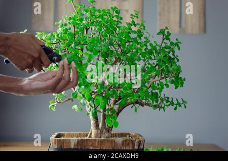 Schwarze Frau, die eine saftige Pflanze namens Portulacaria afra 'Elephant Bush' (allgemein bekannt als Jadepflanze) im Bonsai-Stil beschneidet. Selektiver Fokus Stockfoto