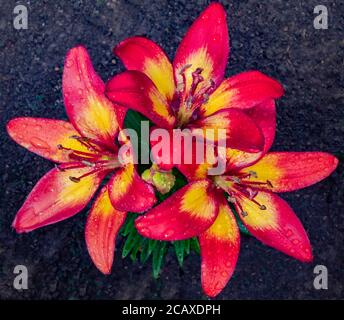 Schließen Sie oben Aufnahme von drei schönen rosa und gelben Lilienblumen, in Regentropfen nach einer Dusche bedeckt, wächst im Sommer in einem Garten / Hof. Stockfoto