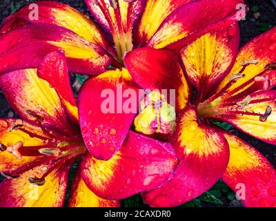 Sehr nahe Aufnahme von drei schönen rosa und gelben Lilienblumen, bedeckt mit Regentropfen nach einer Dusche, wächst im Sommer in einem Garten / Hof. Stockfoto