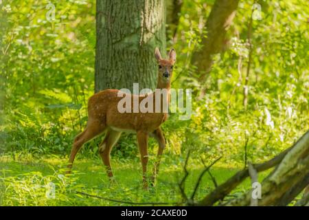 Weißschwanzhirsch, Rehkitz im Wald Stockfoto