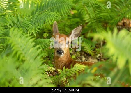 Weißschwanzhirsch, Rehkitz im Wald Stockfoto
