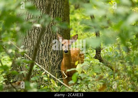 Weißschwanzhirsch, Rehkitz im Wald Stockfoto
